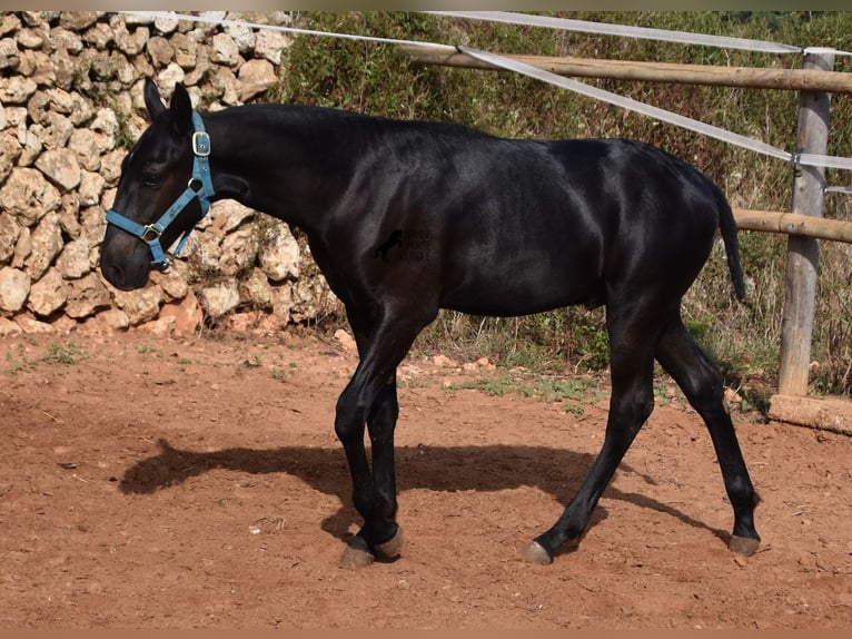 Minorquin Étalon Poulain (03/2024) 162 cm Noir in Menorca