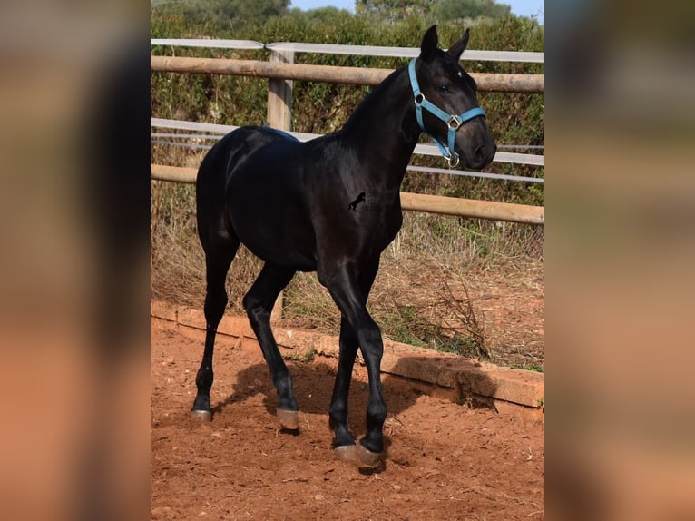 Minorquin Étalon Poulain (03/2024) 162 cm Noir in Menorca