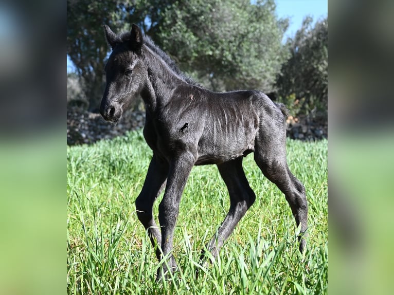 Minorquin Étalon Poulain (01/2026) 165 cm Noir in Menorca