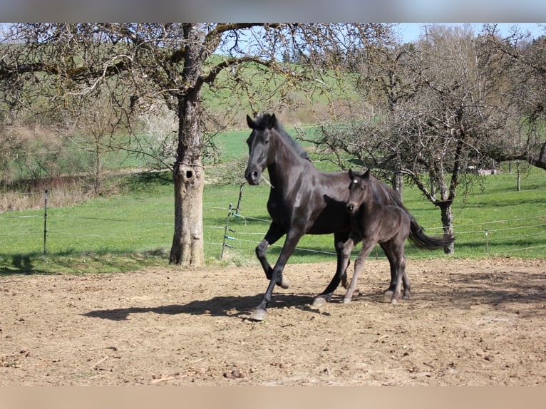 Minorquin Étalon Poulain (01/2026) 165 cm Noir in Engen