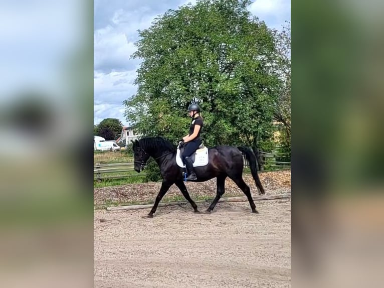 Minorquin Hongre 14 Ans 155 cm Noir in Karlshuld