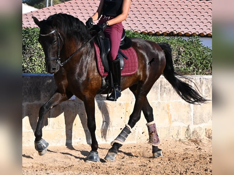 Minorquin Hongre 14 Ans 159 cm Noir in Menorca