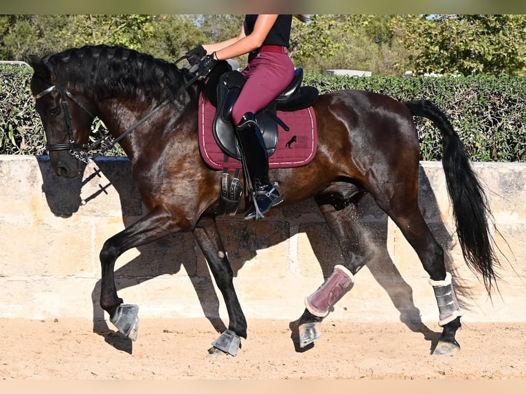 Minorquin Hongre 14 Ans 159 cm Noir in Menorca