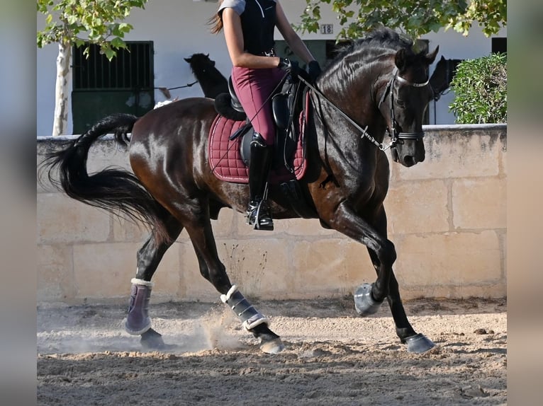 Minorquin Hongre 14 Ans 159 cm Noir in Menorca