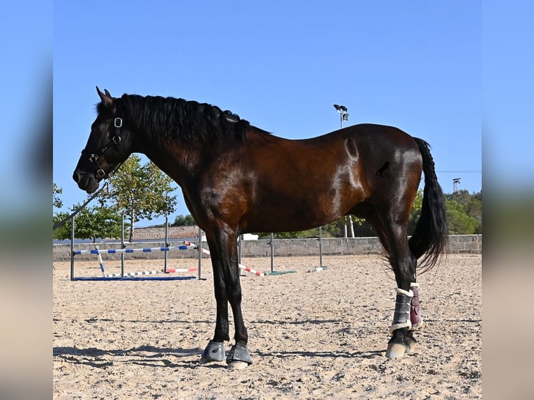 Minorquin Hongre 14 Ans 159 cm Noir in Menorca