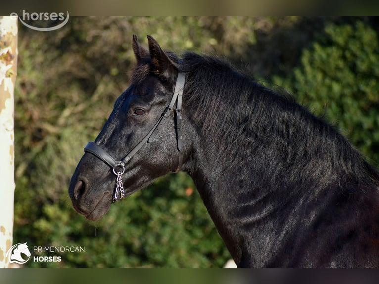 Minorquin Hongre 14 Ans 160 cm Noir in Ciutadella De Menorca