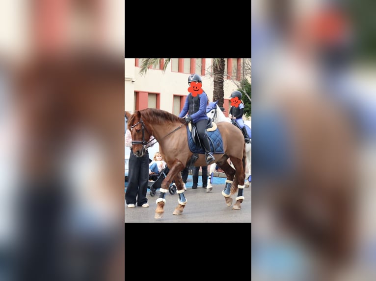 Minorquin Hongre 17 Ans 153 cm Alezan in Alaior