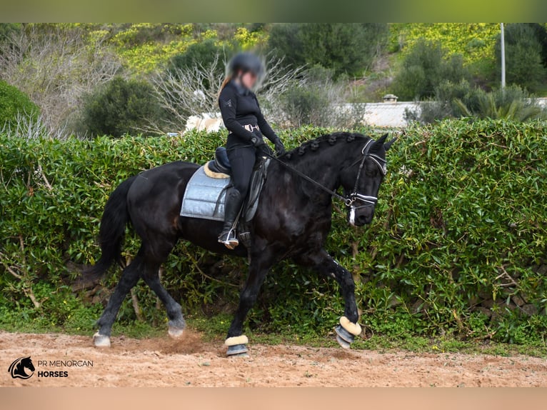 Minorquin Hongre 17 Ans 165 cm Noir in Menorca