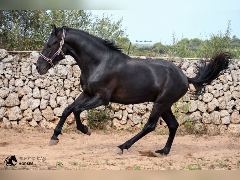 Minorquin Hongre 4 Ans 158 cm Noir in Menorca