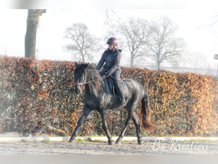 Minorquin Hongre 5 Ans 170 cm Noir in Mari&#xEB;nheem