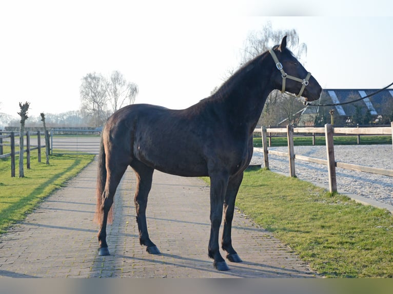 Minorquin Hongre 6 Ans 163 cm Noir in Laren