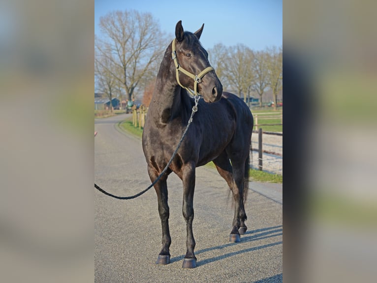 Minorquin Hongre 6 Ans 163 cm Noir in Laren