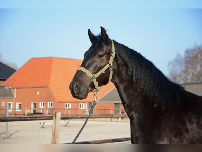 Minorquin Hongre 6 Ans 163 cm Noir in Laren