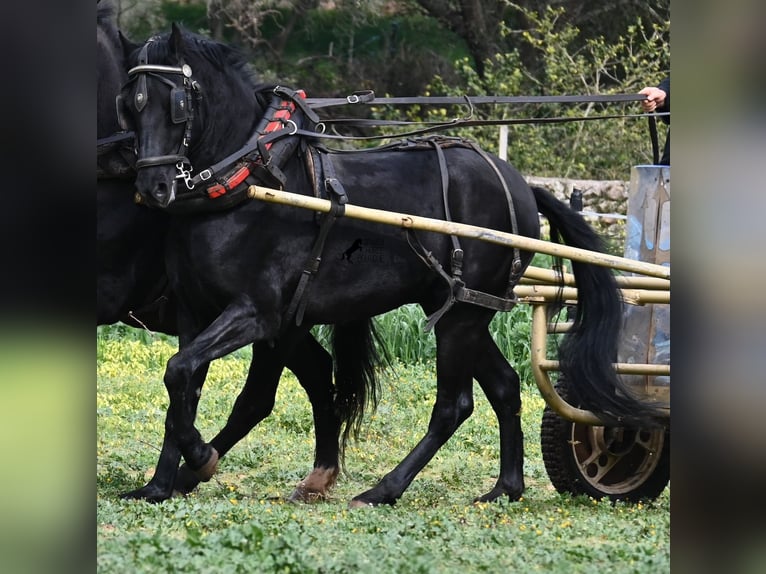 Minorquin Hongre 9 Ans 159 cm Noir in Menorca