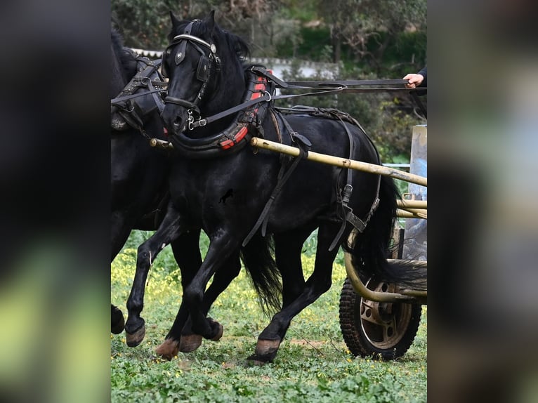 Minorquin Hongre 9 Ans 159 cm Noir in Menorca