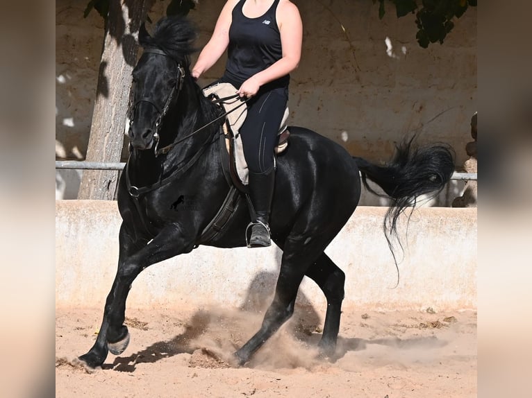Minorquin Hongre 9 Ans 159 cm Noir in Menorca