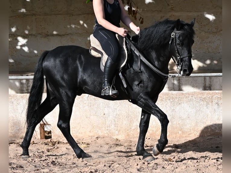 Minorquin Hongre 9 Ans 159 cm Noir in Menorca