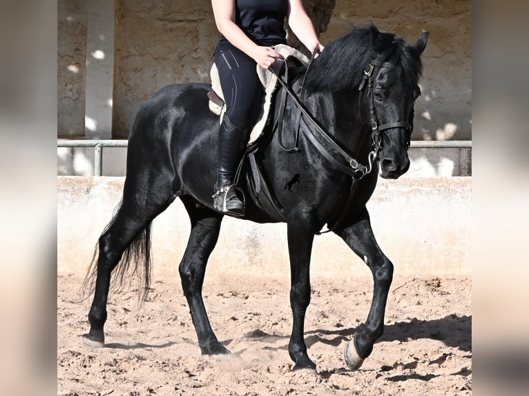 Minorquin Hongre 9 Ans 159 cm Noir in Menorca
