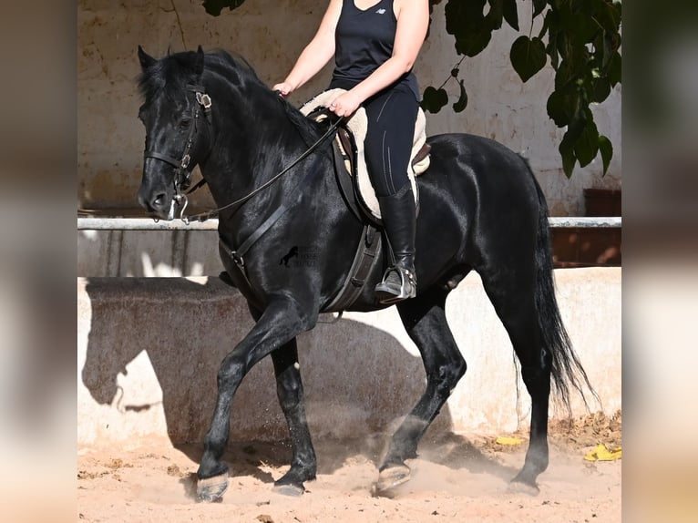 Minorquin Hongre 9 Ans 159 cm Noir in Menorca
