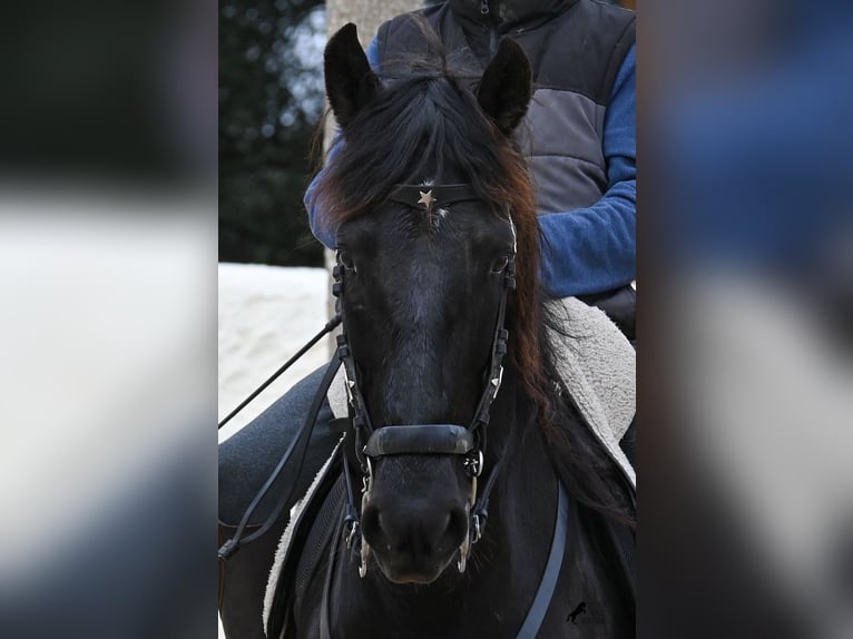 Minorquin Hongre 9 Ans 165 cm Noir in Menorca