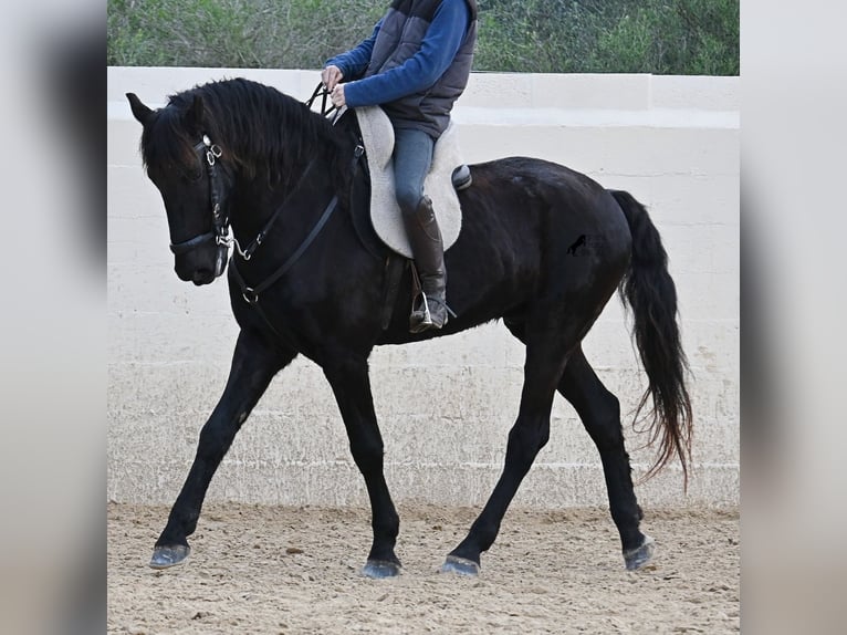 Minorquin Hongre 9 Ans 165 cm Noir in Menorca