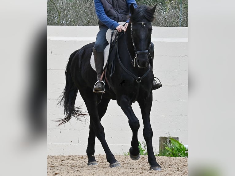 Minorquin Hongre 9 Ans 165 cm Noir in Menorca