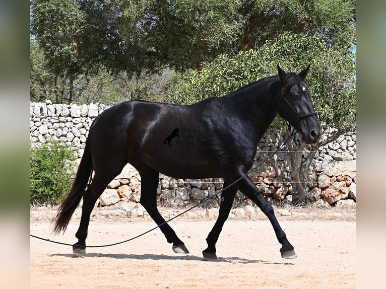 Minorquin Jument 11 Ans 156 cm  in Menorca