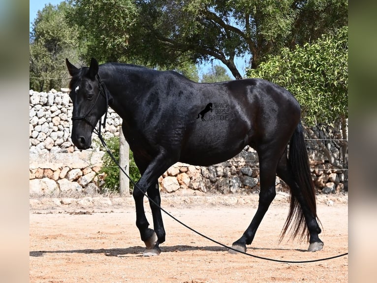 Minorquin Jument 11 Ans 156 cm  in Menorca