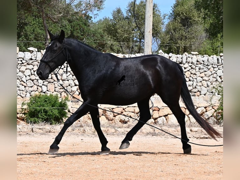 Minorquin Jument 11 Ans 156 cm  in Menorca