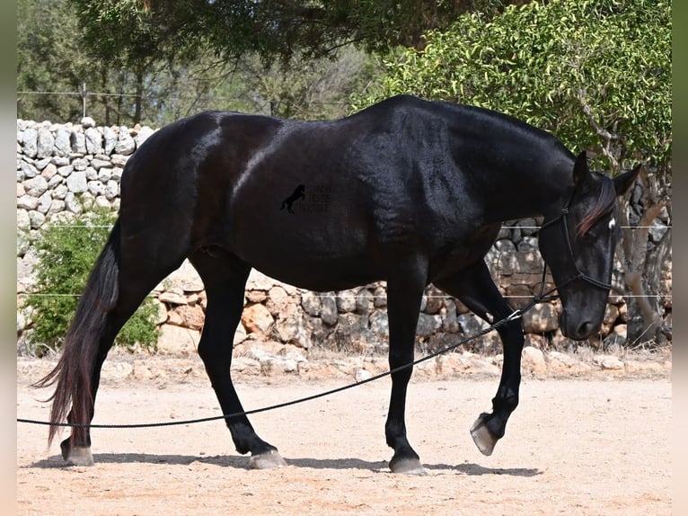 Minorquin Jument 11 Ans 156 cm  in Menorca