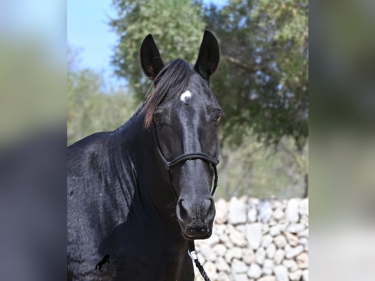 Minorquin Jument 11 Ans 156 cm  in Menorca