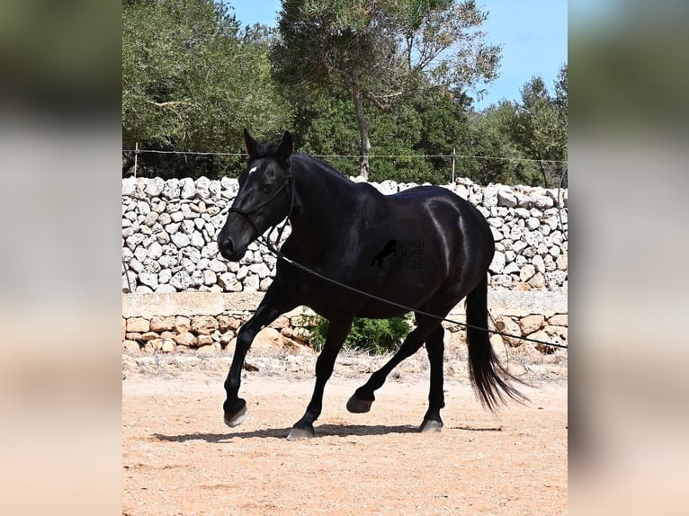 Minorquin Jument 11 Ans 156 cm  in Menorca