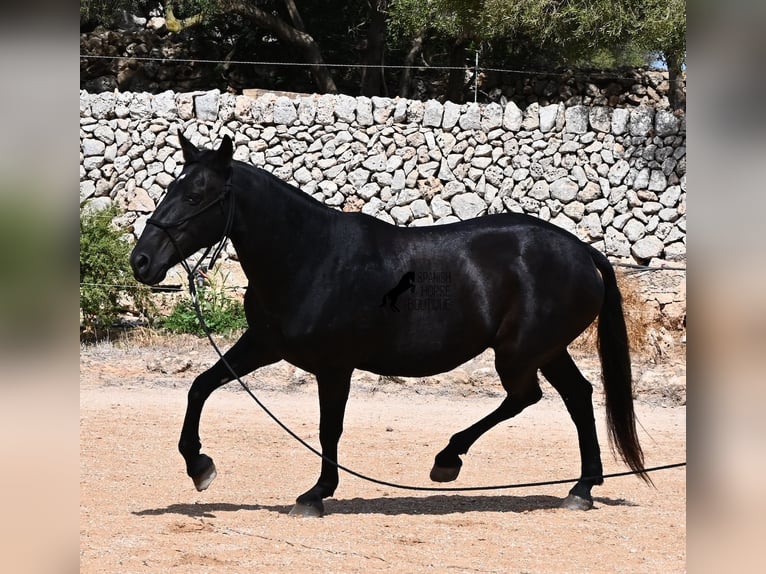 Minorquin Jument 11 Ans 156 cm  in Menorca