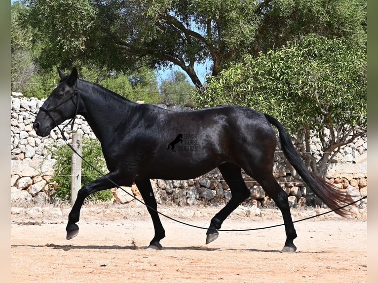 Minorquin Jument 11 Ans 156 cm  in Menorca