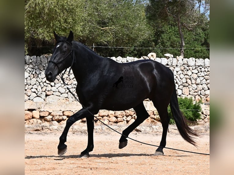Minorquin Jument 11 Ans 156 cm  in Menorca