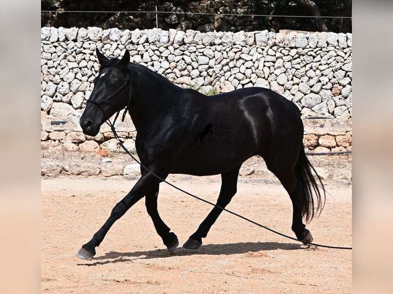 Minorquin Jument 11 Ans 156 cm  in Menorca
