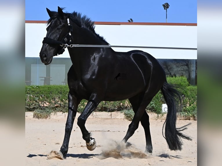 Minorquin Jument 12 Ans 158 cm Noir in Menorca