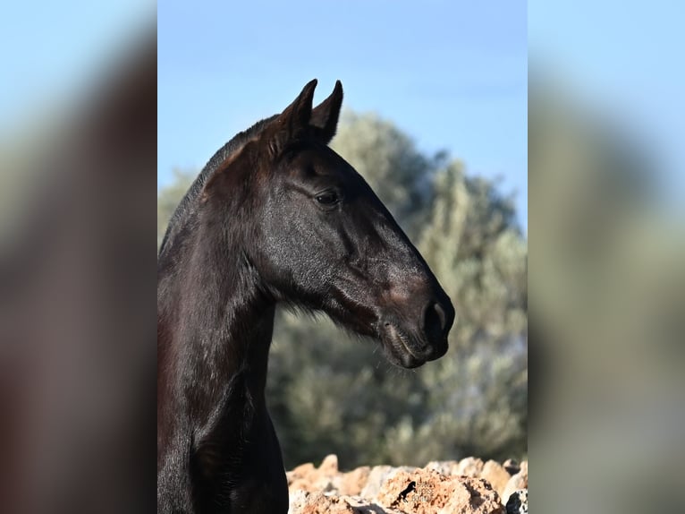Minorquin Jument 19 Ans 160 cm Noir in Menorca