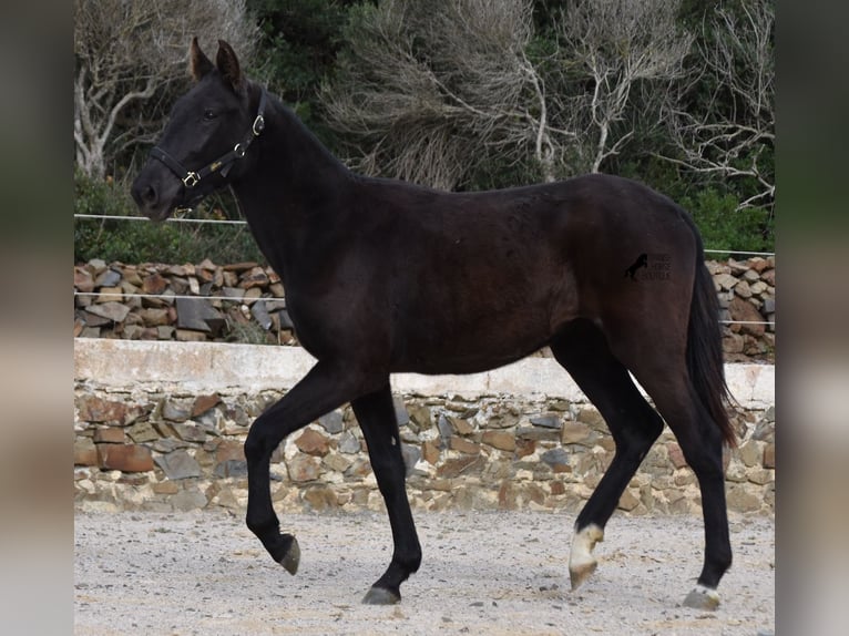 Minorquin Jument 1 Année 152 cm Noir in Menorca