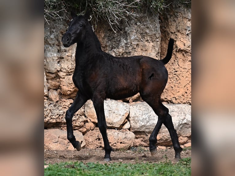 Minorquin Jument 1 Année 155 cm Noir in Menorca