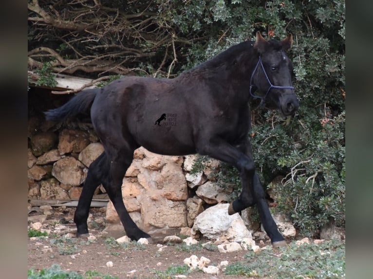 Minorquin Jument 1 Année 155 cm Noir in Menorca
