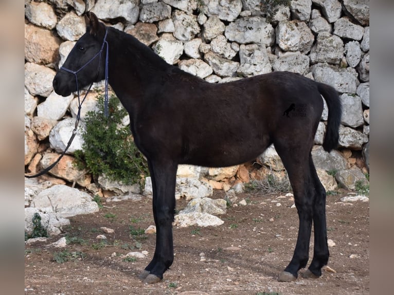Minorquin Jument 1 Année 155 cm Noir in Menorca