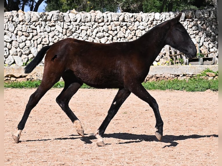 Minorquin Jument 1 Année 155 cm Noir in Menorca