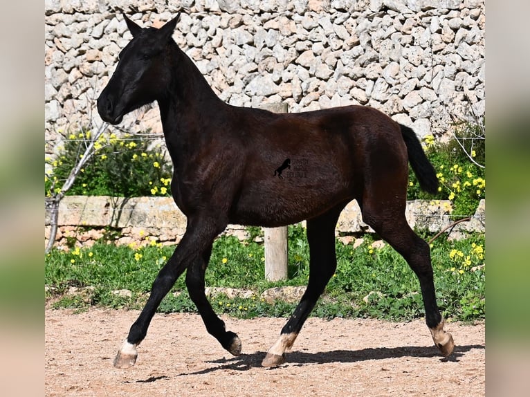 Minorquin Jument 1 Année 155 cm Noir in Menorca