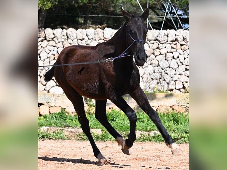 Minorquin Jument 1 Année 155 cm Noir in Menorca