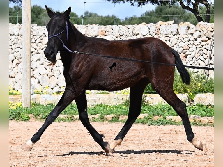 Minorquin Jument 1 Année 155 cm Noir in Menorca