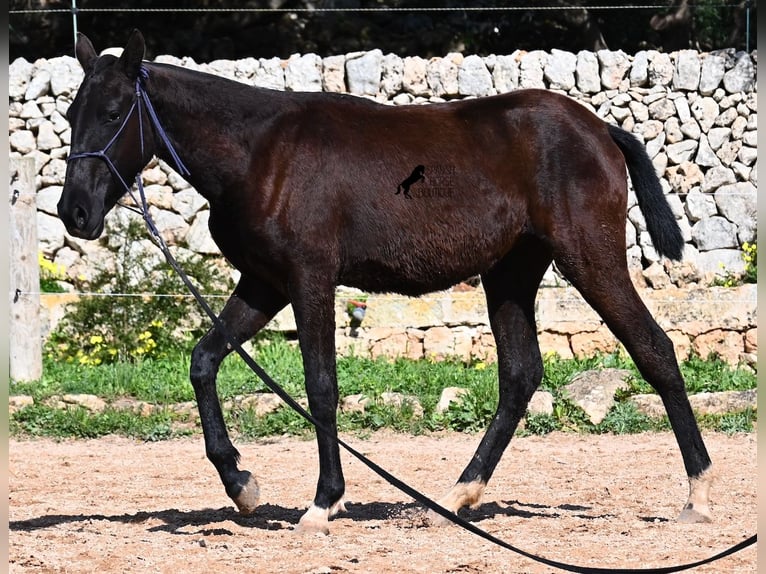 Minorquin Jument 1 Année 155 cm Noir in Menorca