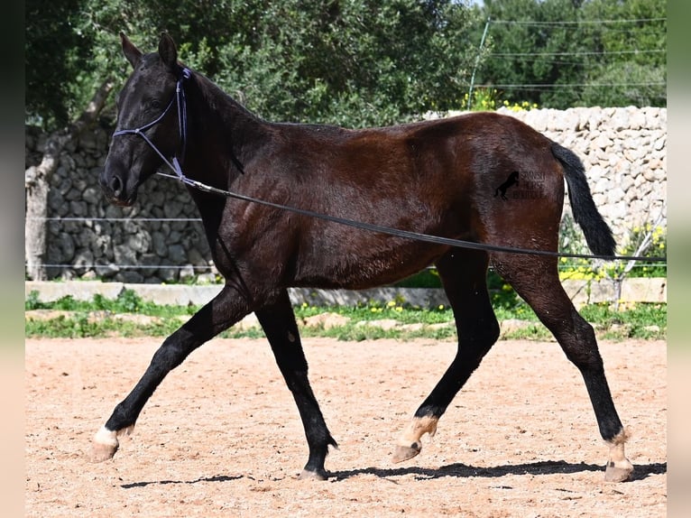 Minorquin Jument 1 Année 155 cm Noir in Menorca