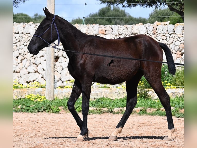 Minorquin Jument 1 Année 155 cm Noir in Menorca