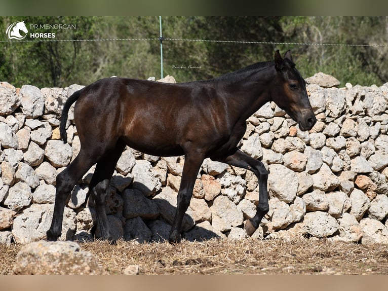 Minorquin Jument 1 Année 156 cm Noir in Menorca